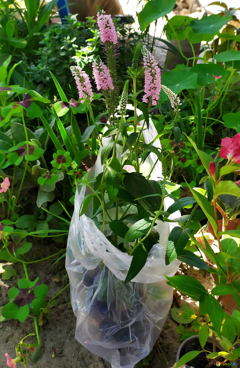 Flores en una bolsa de plástico para almacenamiento y venta de plántulas №55888