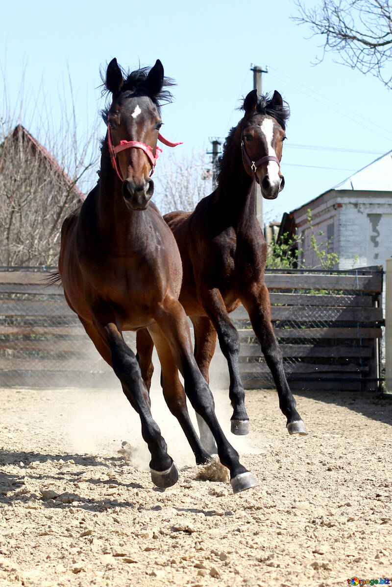 a pair of horses running galloping Two horse №55137