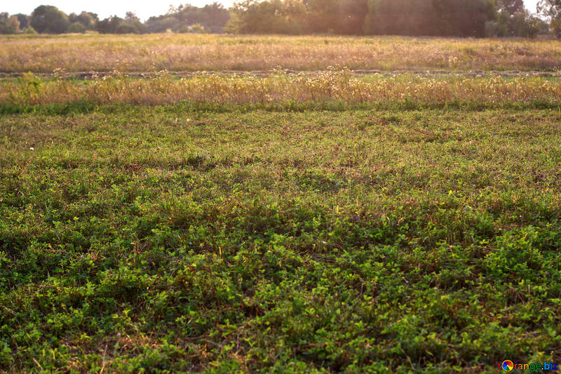 Трава скрізь поле зелене №55195