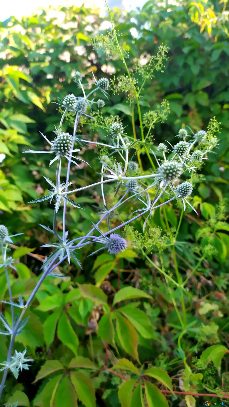 Piante dal fogliame verde e fiori di cardi che sbocciano №55762