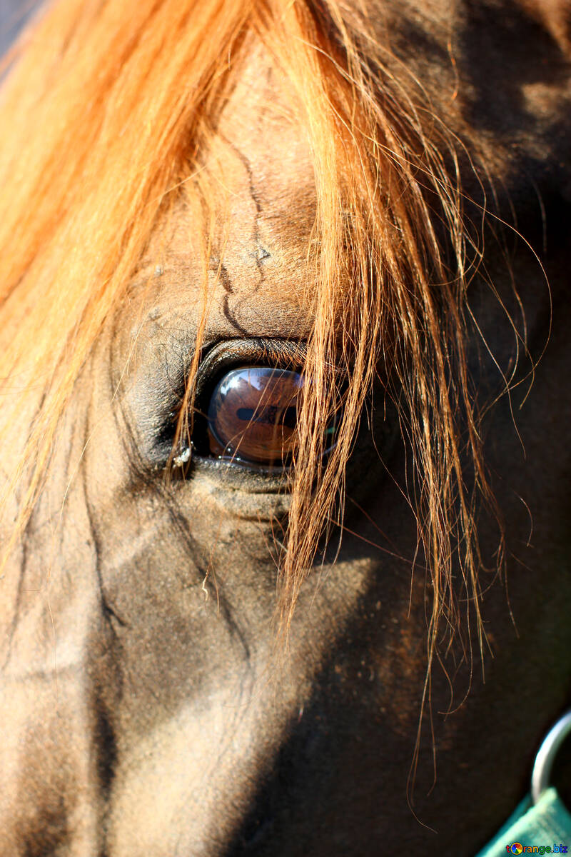 Olho de cavalo ouro №55167