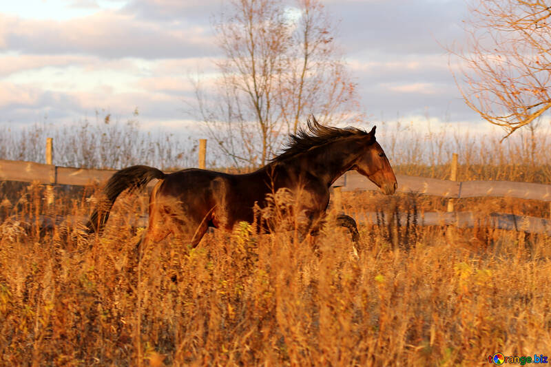 horse in a field  grass №55281