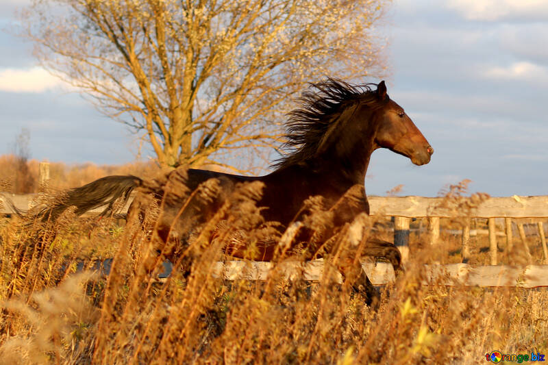 Immagine della natura meravigliosa del cavallo in corsa №55274