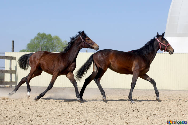 Два коричневих коня №55141