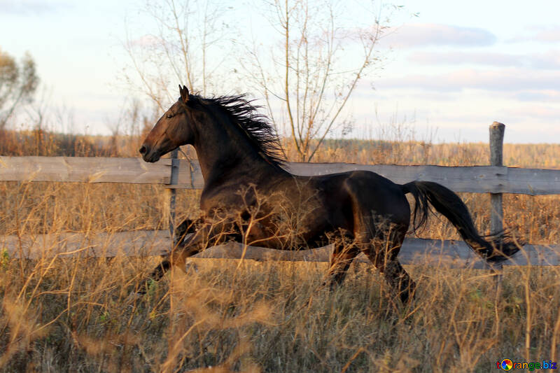 Pferd rennt durch ein Feld №55295