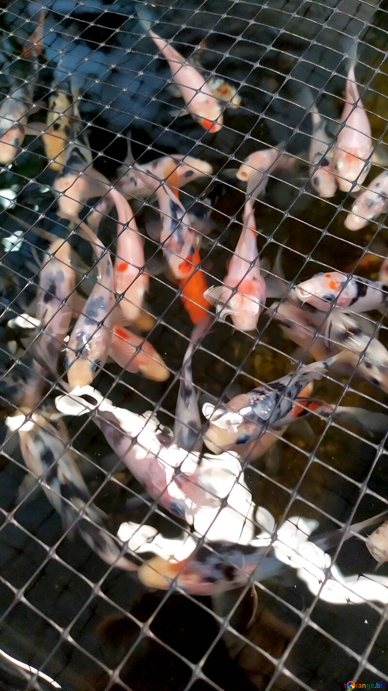 На цій фотографії багато рибок, ми можемо використовувати її для рибних коржів №55715