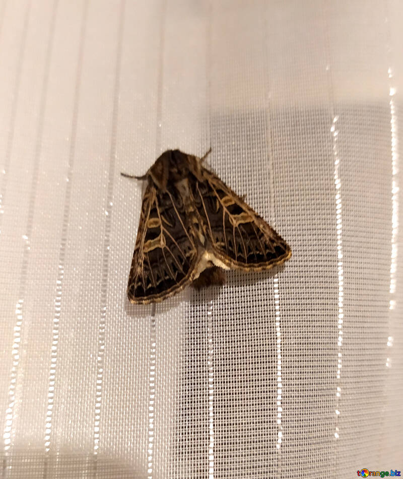 A moth on a net curtain №55900