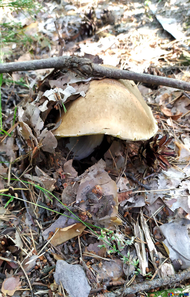 woods ground mushroom some leaves №55846