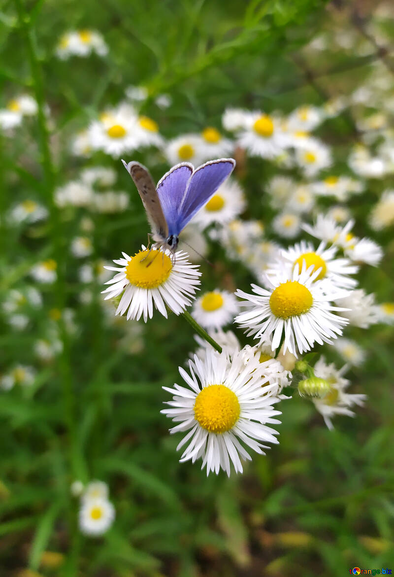 Farfalla blu su piccole margherite №55854