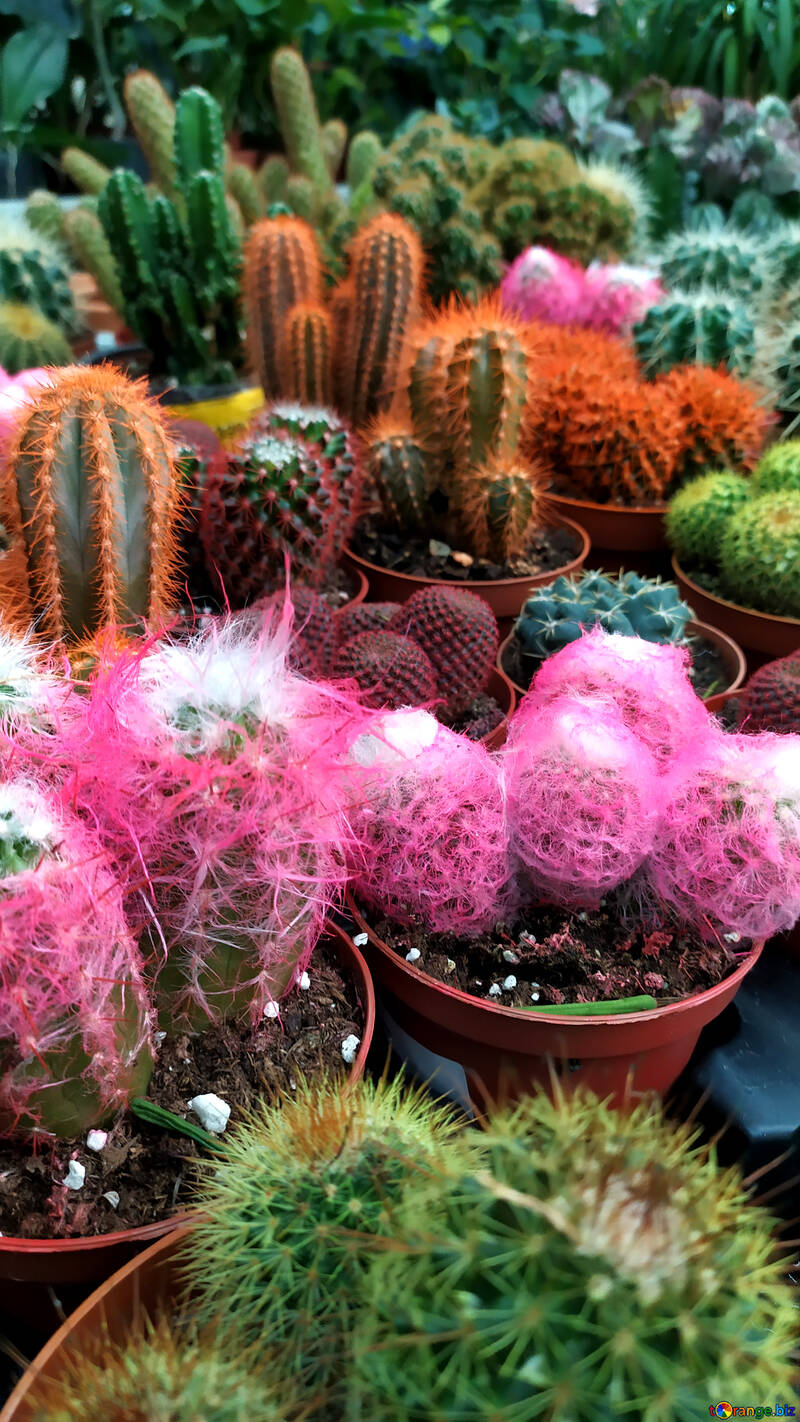 plantas de cactus №55711