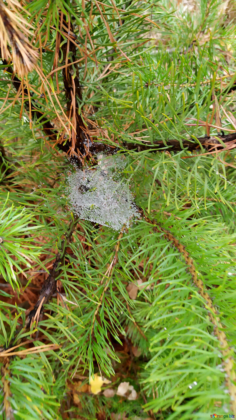 Cobweb in pine №55963