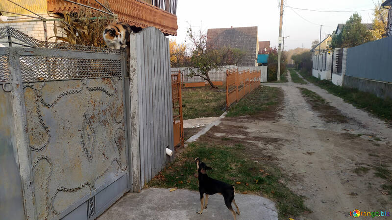 dog outside gate on ramshackle street №55944