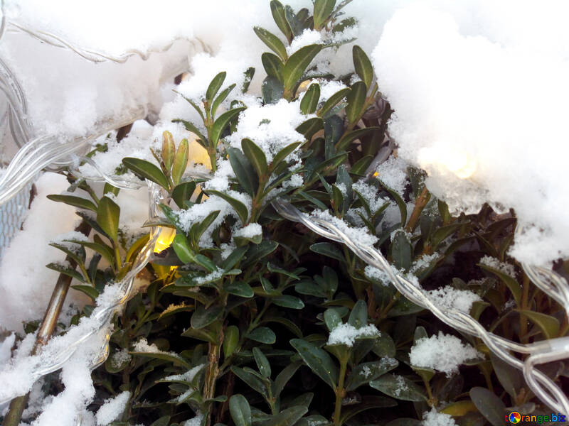氷に囲まれたいくつかの覆われた花の植物と雪 №55993