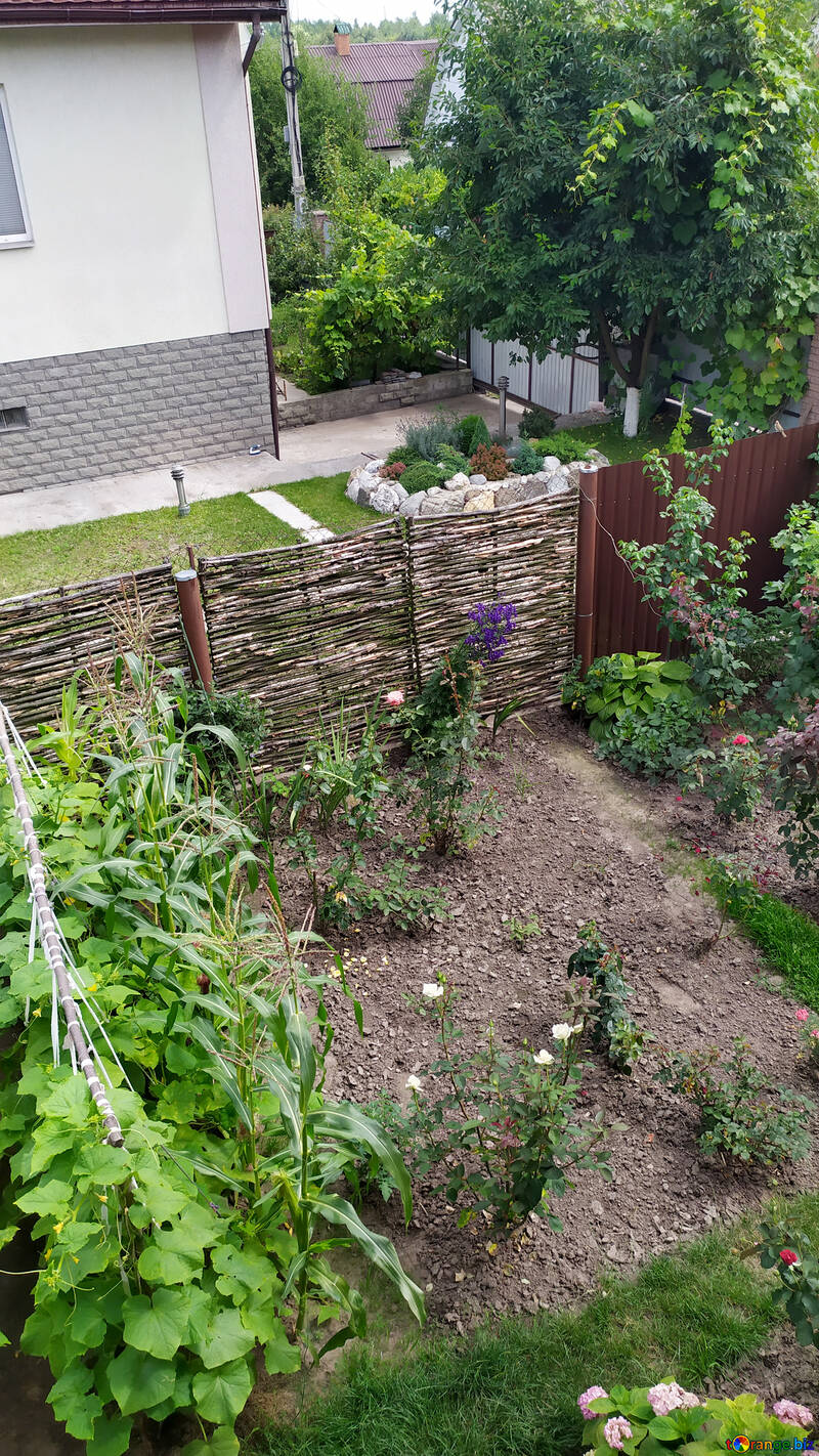 Patio de jardín con valla Vines plantas №55826