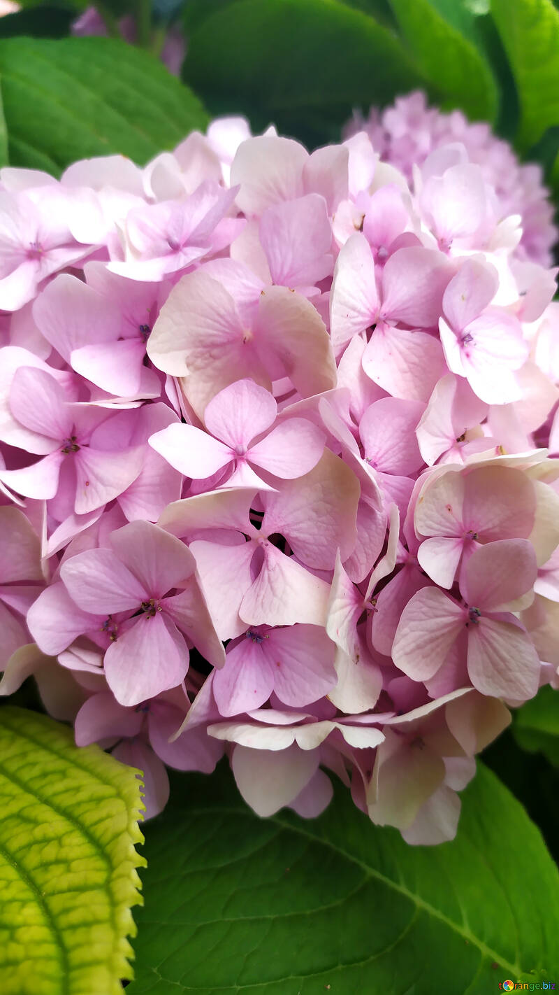 its hortensia flower Which can be used for birthday card or wedding invitation. №55825