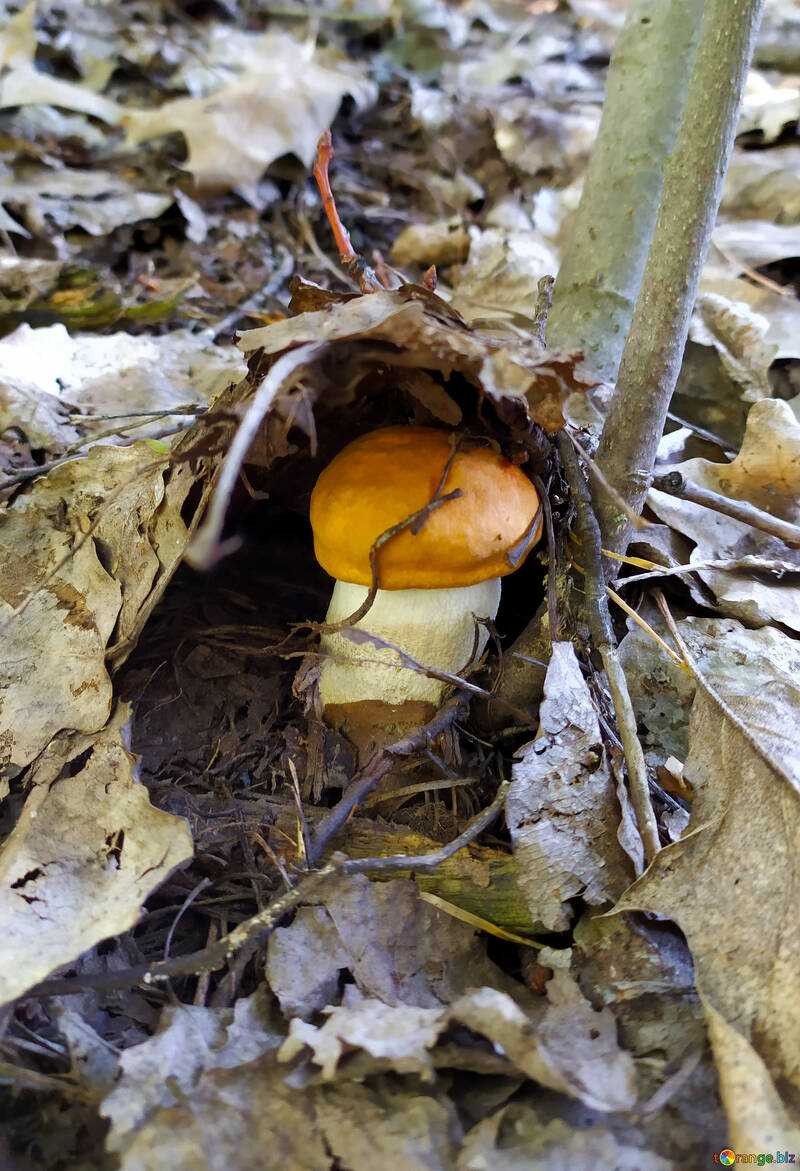 A mushroom under leaves №55835