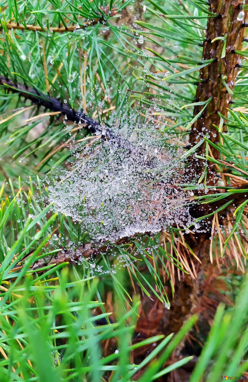 spider web dew №55950