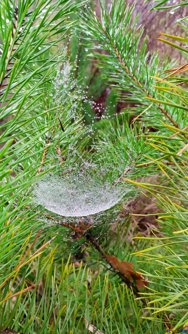 cobweb in pine tree tree with spider web №55948