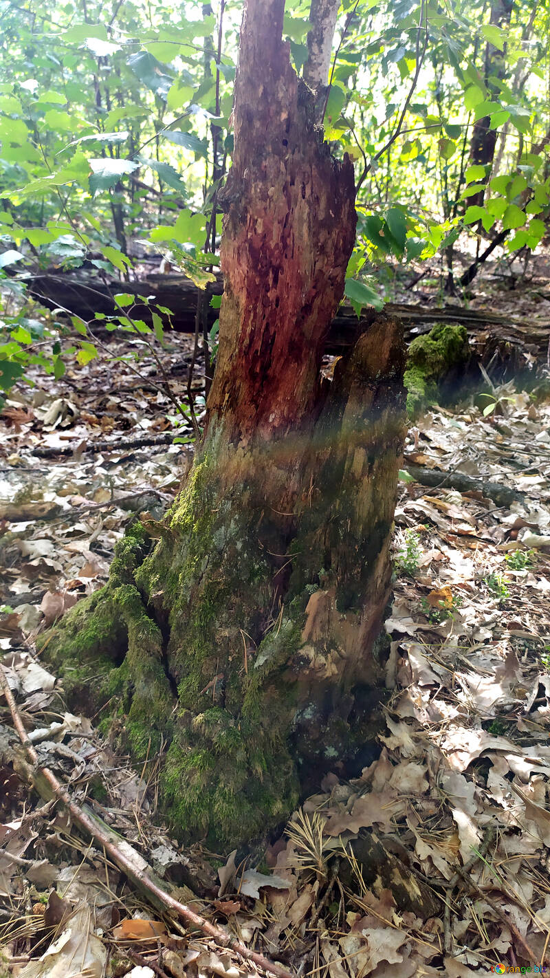 Tree stump, forest №55845