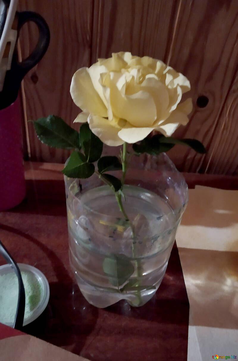 white rose in a cup of water №55851