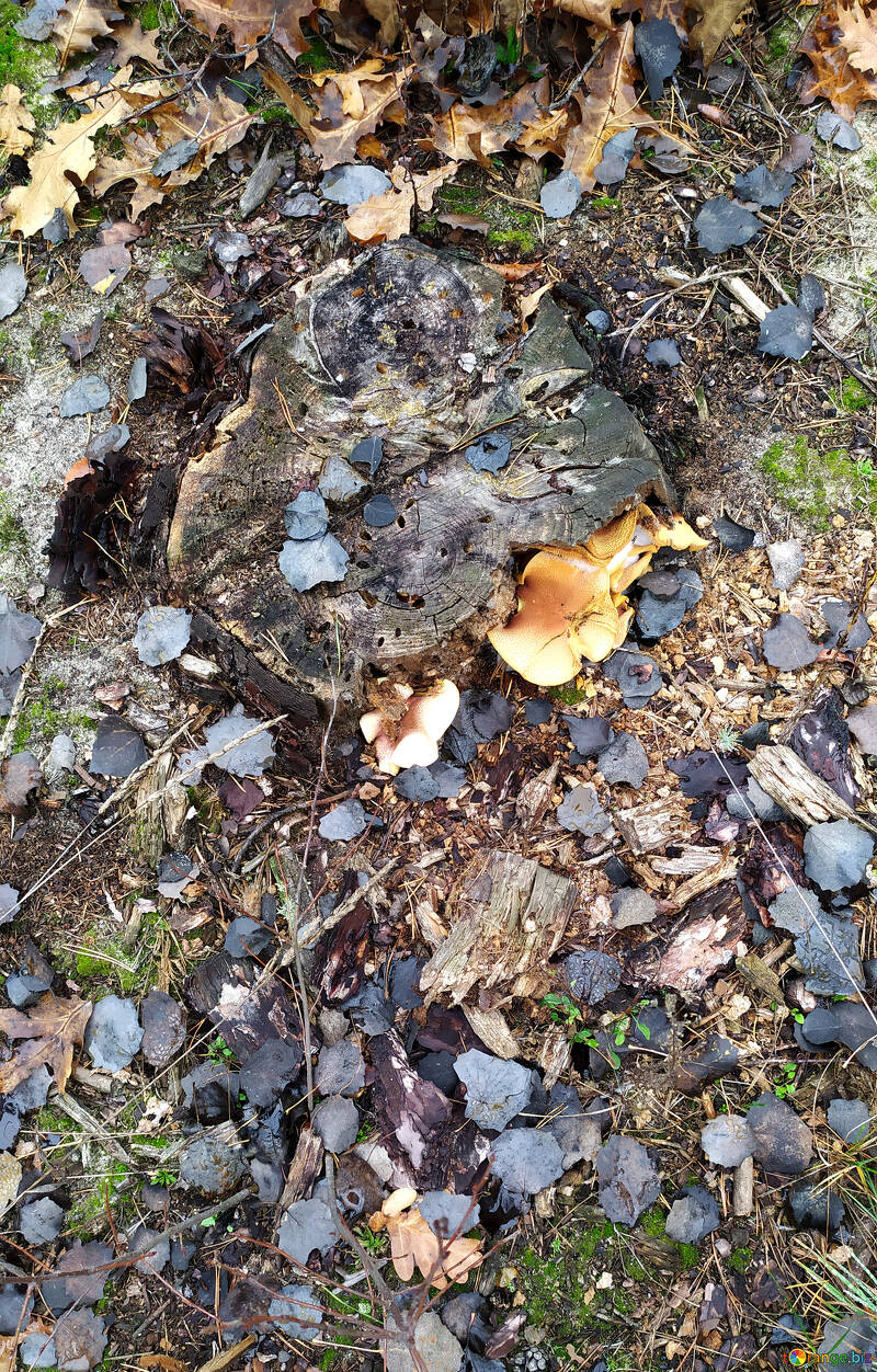 wild mushrooms №55947
