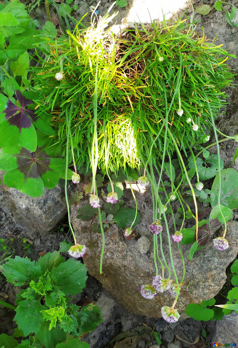 Felsen mit Gras und Blumen, die aus der Spitze wachsen Pflanzen blühen №55887