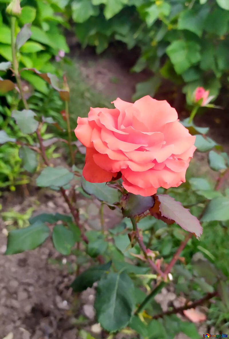 Una rosa rosa Flor roja №55824