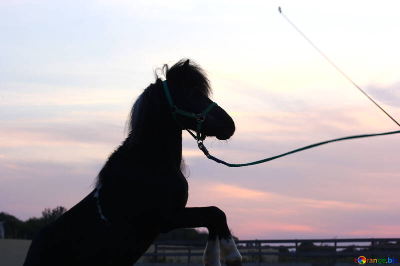 Silhouette d`un cheval au coucher du soleil №55205