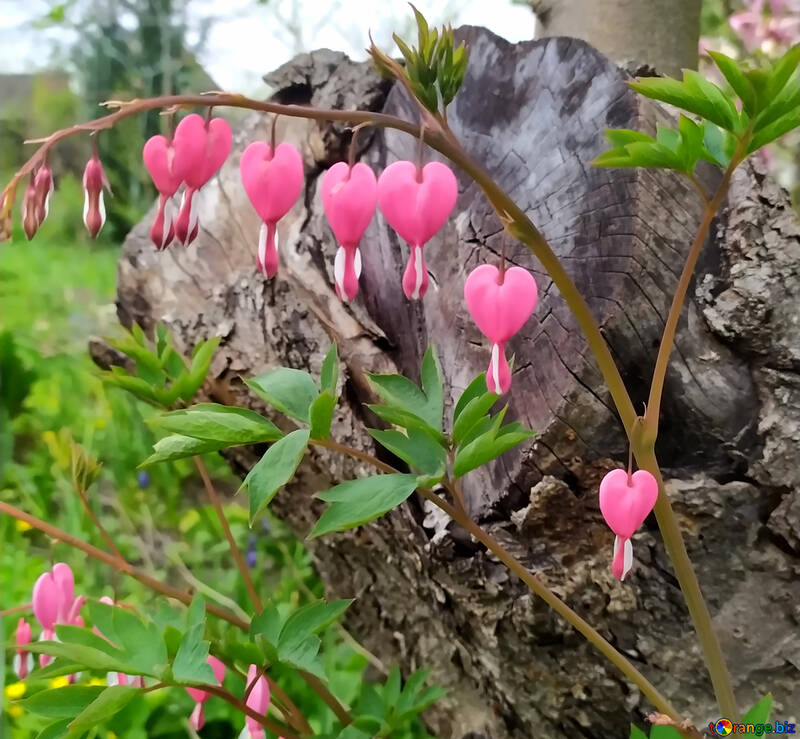 Fiore di cuori spezzati Fiore pianta Amore rosa №55630