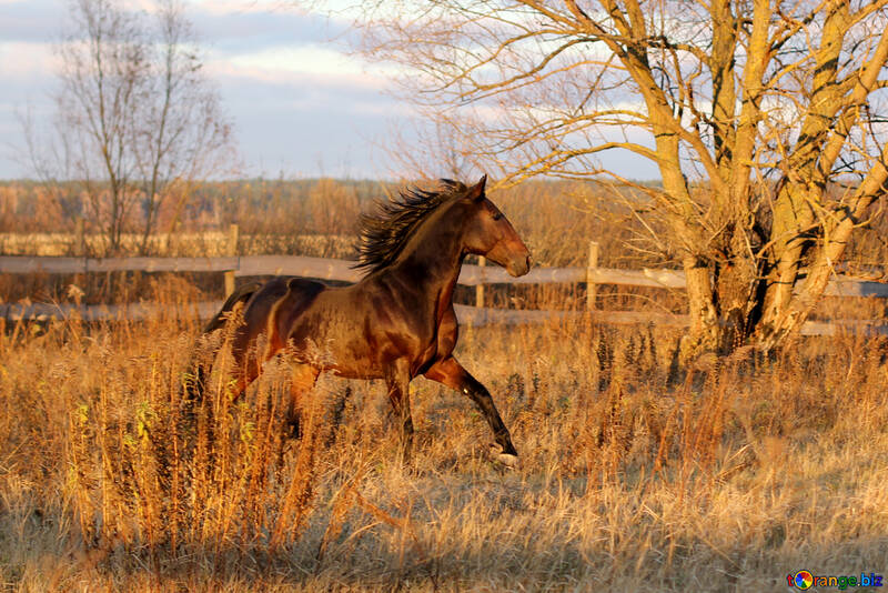  un cheval brun debout au sommet d`un champ d`herbe sèche marchant №55301