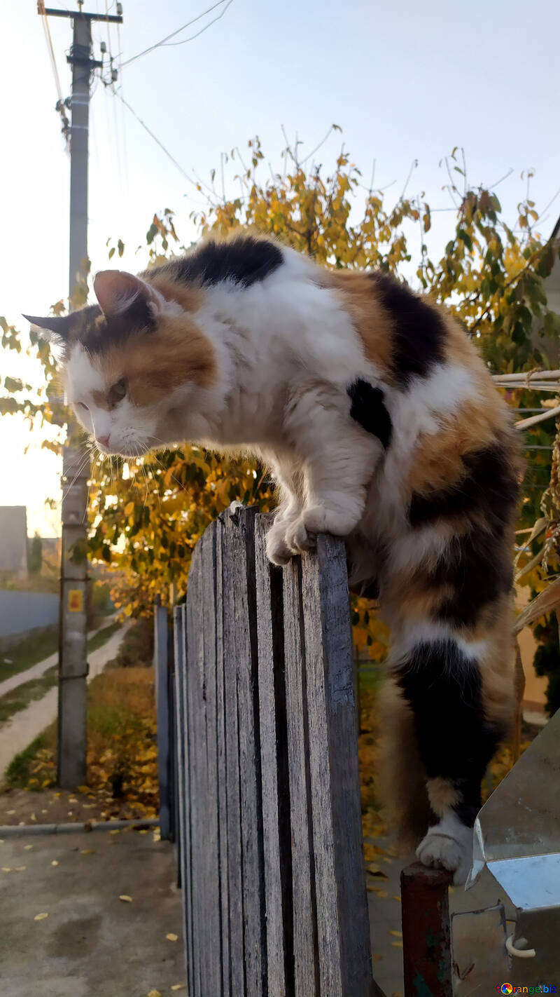 Chat grimpant sur la clôture №55943