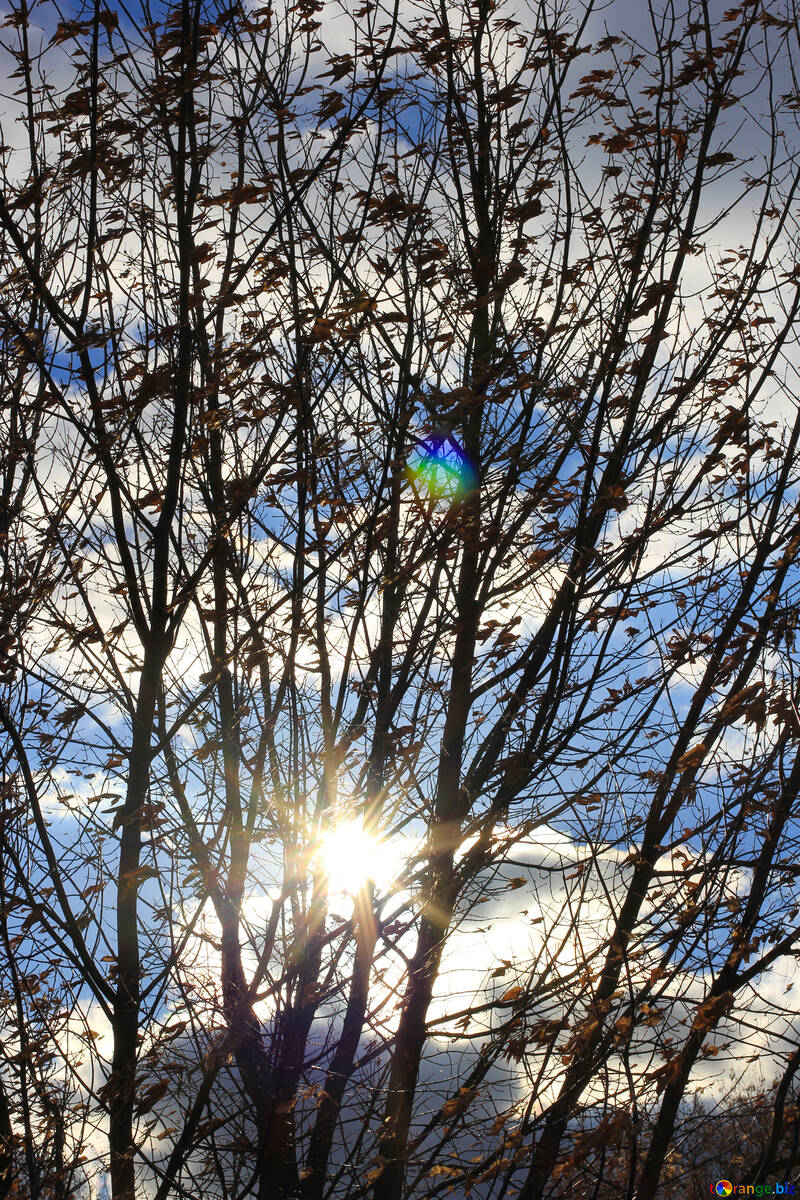 Сонце протікає крізь дерева сонячного проміння дерево №55227