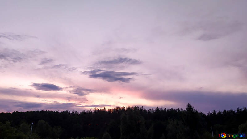 purple sunset over forest №55834