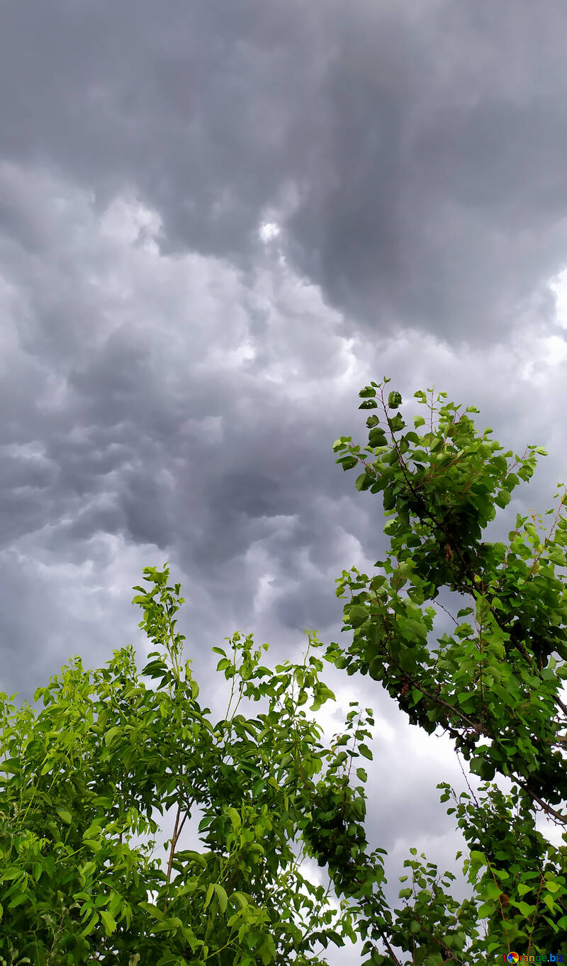 Árbol y nubes tormenta cielo rama №55748
