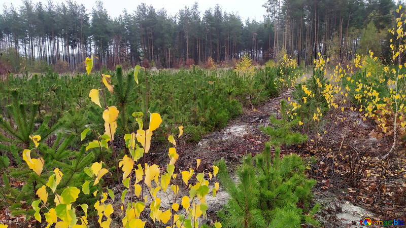 Fiori di campo gialli e piante verdi di un sentiero №55965