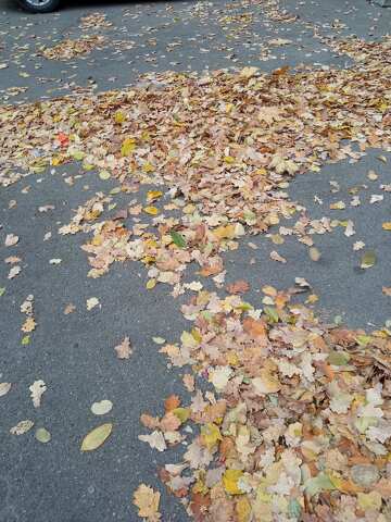 Hojas de otoño sobre el asfalto.  №56649