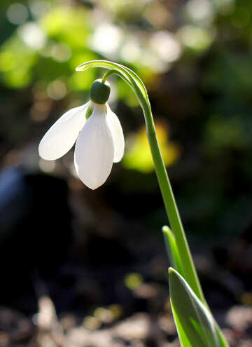 a white flower №56033