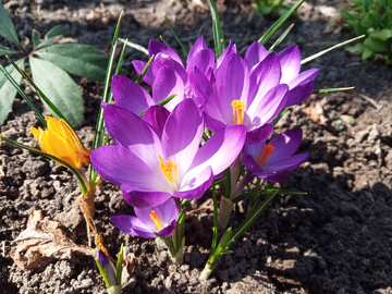 Beautiful blue spring flower  №56486