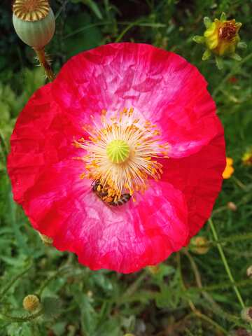 Bee in poppy flower  №56595