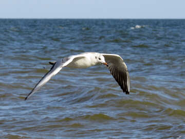 bird flying over water №56171
