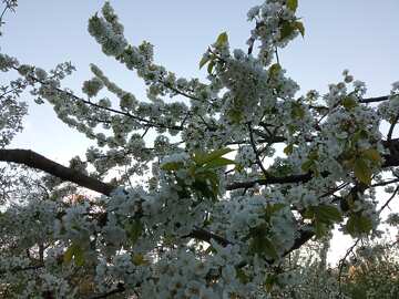 Blooming Cherry Blossoms Under Clear Sky – A Serene Spring Scene №56507