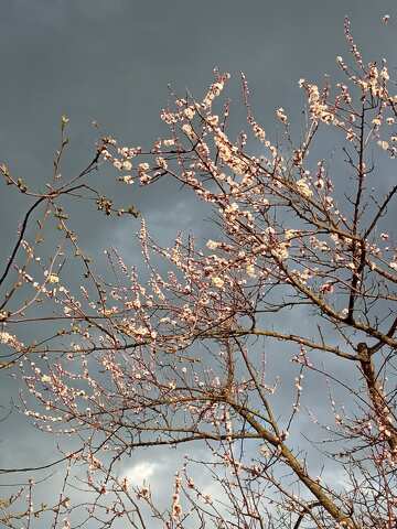 Blooming trees against a dark sky  №56500