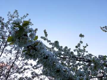 Blossoming Cherry Tree Branch Against Clear Blue Sky №56503