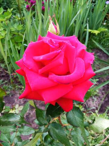 Bright rose №56567