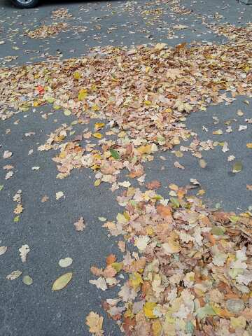 Colorful Autumn Leaves on Pavement - Nature`s Fall Carpet №56647