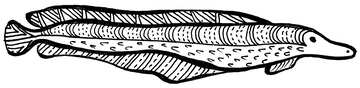 Draw long fish clip art №56193