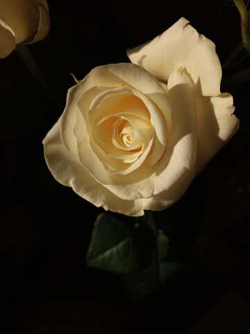 暗い背景に白いバラ №56444