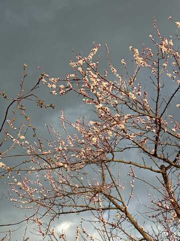 Delicate Cherry Blossoms Against a Dramatic Gray Sky №56501