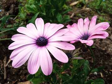 Delicate Pink Flowers with Dark Centers in a Lush Garden Setting №56532