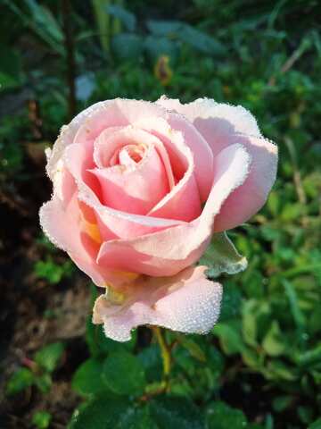 Delicate Pink Rose with Morning Dew in Lush Greenery №56577